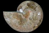 Choffaticeras (Daisy Flower) Ammonite Half - Madagascar #86768-1